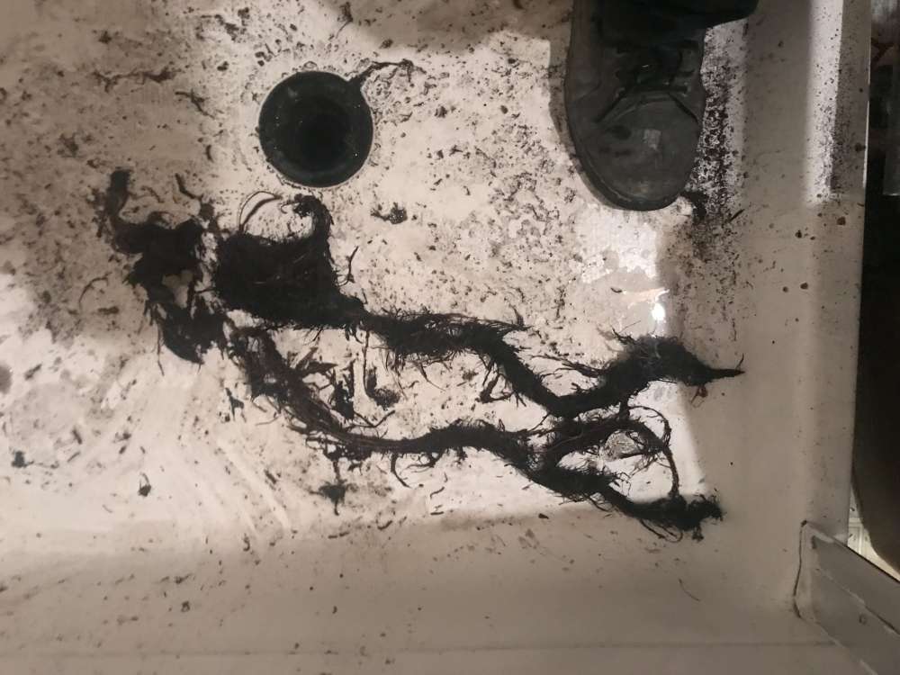 Tree-Roots-removed-from-a-Shower-Drain-e1605111666197